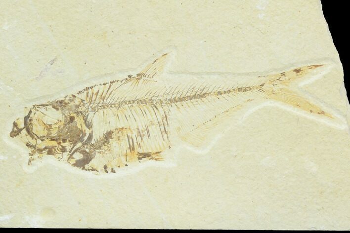 Bargain, Diplomystus Fossil Fish - Wyoming #126012